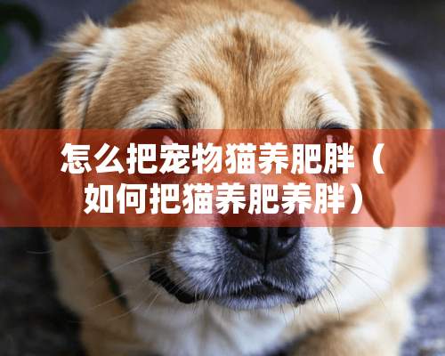 怎么把宠物猫养肥胖（如何把猫养肥养胖）