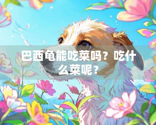 巴西龟能吃菜吗？吃什么菜呢？