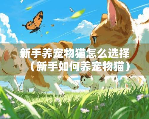 新手养宠物猫怎么选择（新手如何养宠物猫）