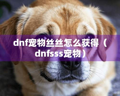 dnf宠物丝丝怎么获得（dnfsss宠物）