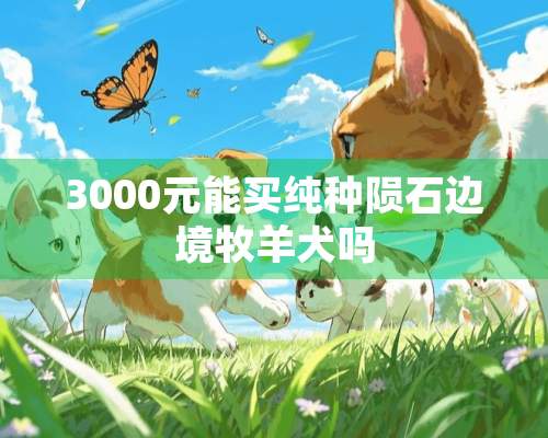 3000元能买纯种陨石边境牧羊犬吗