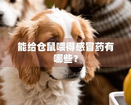 能给仓鼠喂得感冒药有哪些？