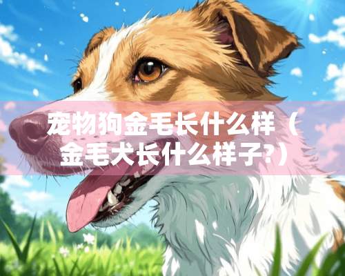 宠物狗金毛长什么样（金毛犬长什么样子?）