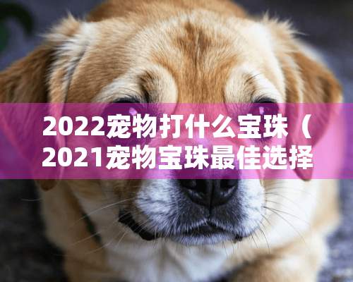 2022宠物打什么宝珠（2021宠物宝珠最佳选择）