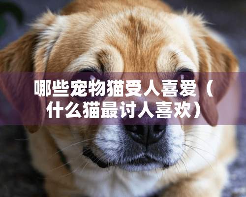 哪些宠物猫受人喜爱（什么猫最讨人喜欢）