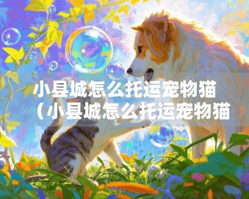 小县城怎么托运宠物猫（小县城怎么托运宠物猫回家）