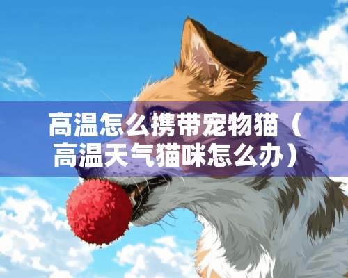 高温怎么携带宠物猫（高温天气猫咪怎么办）