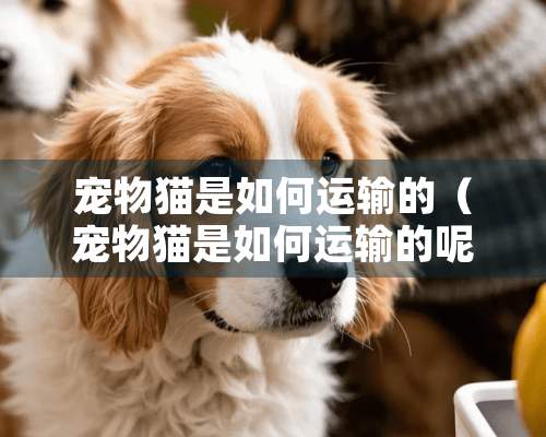 宠物猫是如何运输的（宠物猫是如何运输的呢）