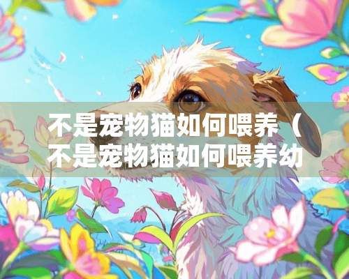 不是宠物猫如何喂养（不是宠物猫如何喂养幼猫）