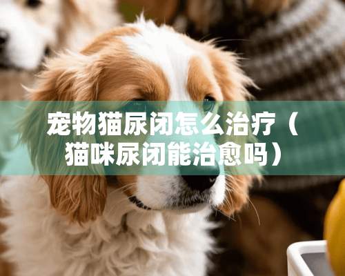 宠物猫尿闭怎么治疗（猫咪尿闭能治愈吗）