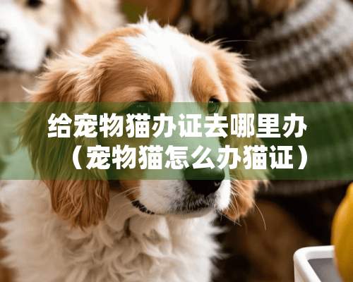 给宠物猫**去哪里办（宠物猫怎么办猫证）