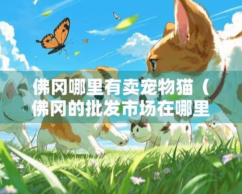 佛冈哪里有卖宠物猫（佛冈的批发市场在哪里）