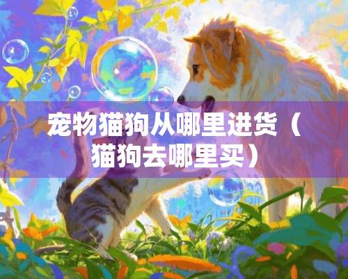 宠物猫狗从哪里进货（猫狗去哪里买）