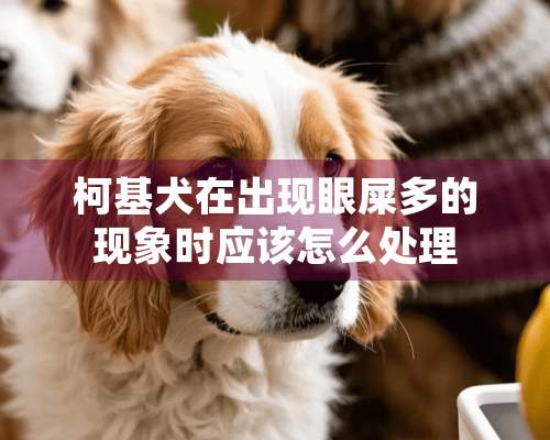 柯基犬在出现眼屎多的现象时应该怎么处理