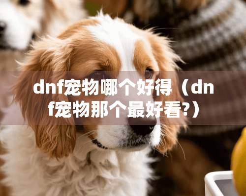 dnf宠物哪个好得（dnf宠物那个最好看?）