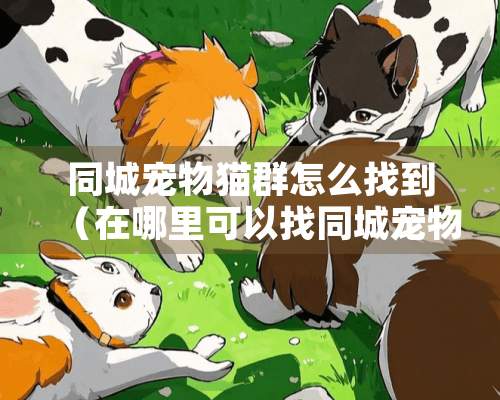 同城宠物猫群怎么找到（在哪里可以找同城宠物交易）