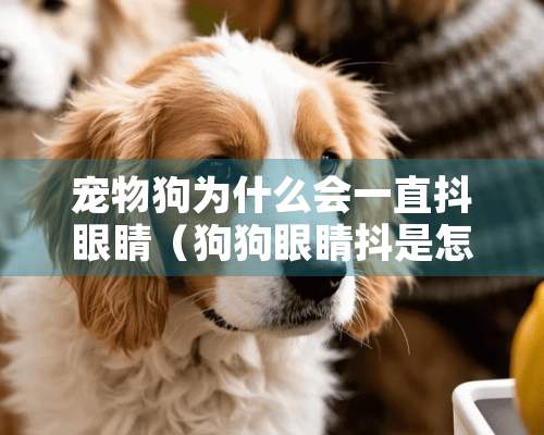 宠物狗为什么会一直抖眼睛（狗狗眼睛抖是怎么回事）