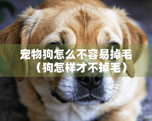 宠物狗怎么不容易掉毛（狗怎样才不掉毛）