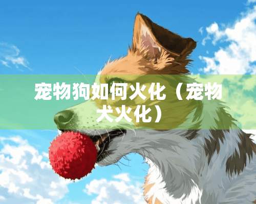 宠物狗如何火化（宠物犬火化）