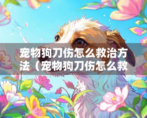 宠物狗刀伤怎么救治方法（宠物狗刀伤怎么救治方法图片）