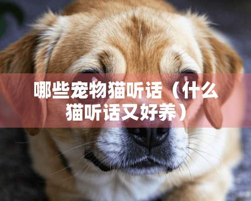 哪些宠物猫听话（什么猫听话又好养）