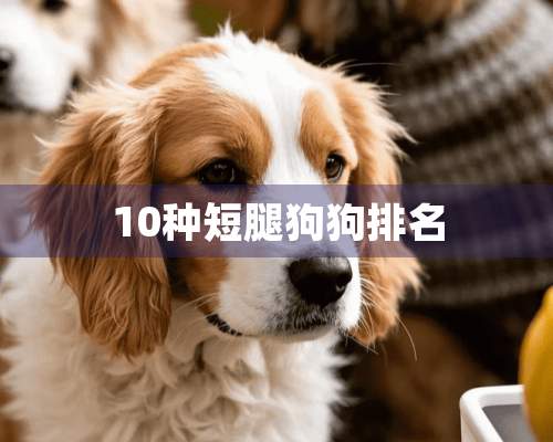 10种短腿狗狗排名