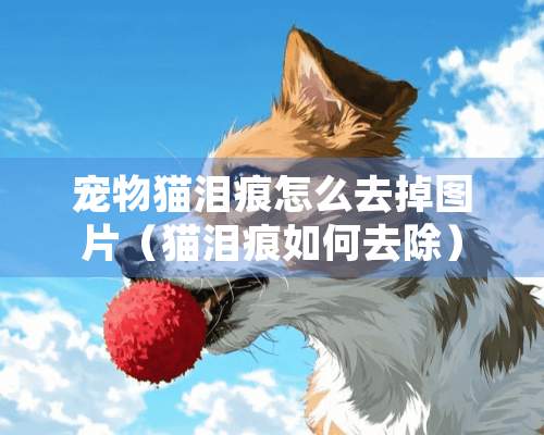 宠物猫泪痕怎么去掉图片（猫泪痕如何去除）