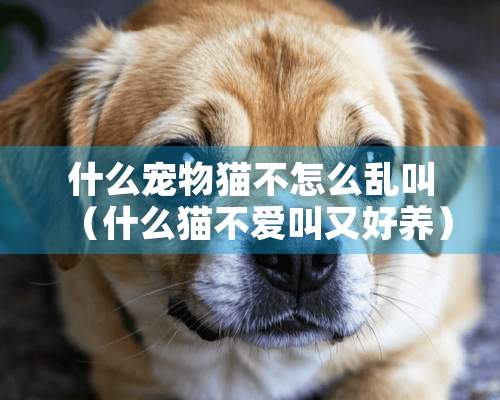 什么宠物猫不怎么乱叫（什么猫不爱叫又好养）