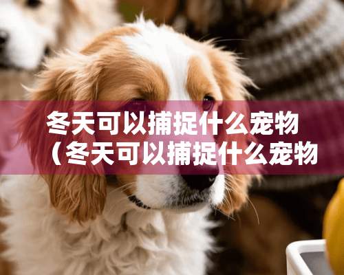 冬天可以捕捉什么宠物（冬天可以捕捉什么宠物鱼）