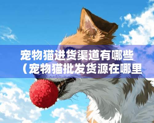 宠物猫进货渠道有哪些（宠物猫批发货源在哪里找）