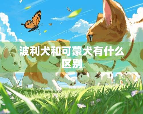 波利犬和可蒙犬有什么区别