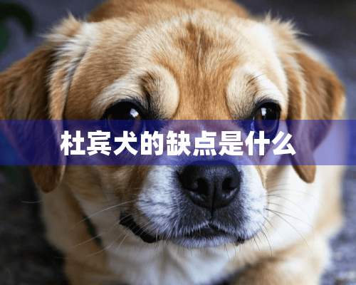 杜宾犬的缺点是什么