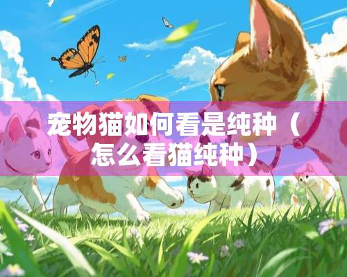 宠物猫如何看是纯种（怎么看猫纯种）