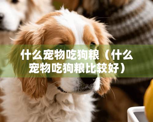 什么宠物吃狗粮（什么宠物吃狗粮比较好）