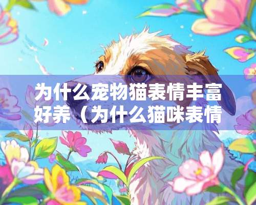 为什么宠物猫表情丰富好养（为什么猫咪表情）