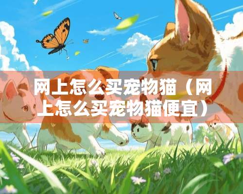 网上怎么买宠物猫（网上怎么买宠物猫便宜）