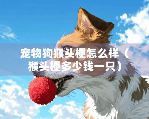 宠物狗猴头梗怎么样（猴头梗多少钱一只）