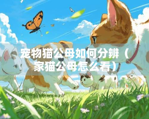 宠物猫公母如何分辨（家猫公母怎么看）