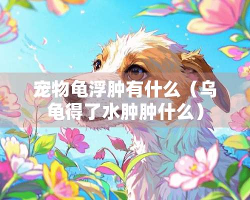 宠物龟浮肿有什么（乌龟得了水肿肿什么）