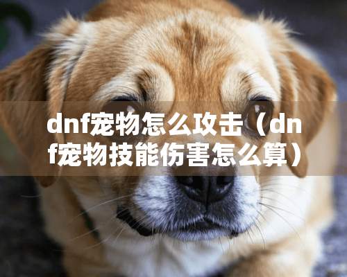 dnf宠物怎么攻击（dnf宠物技能伤害怎么算）