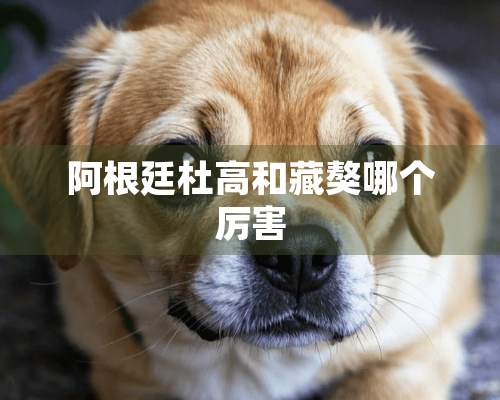 阿根廷杜高和藏獒哪个厉害