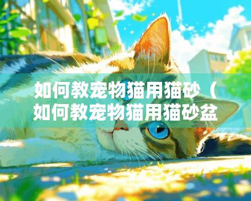 如何教宠物猫用猫砂（如何教宠物猫用猫砂盆视频）