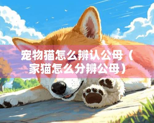 宠物猫怎么辨认公母（家猫怎么分辨公母）