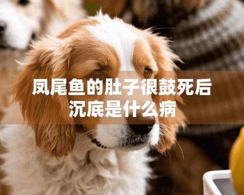 凤尾鱼的肚子很鼓死后沉底是什么病