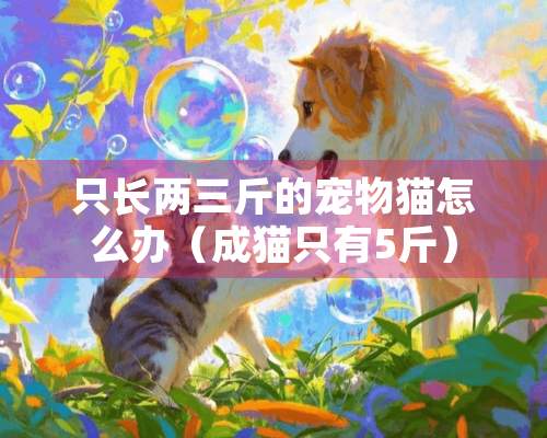 只长两三斤的宠物猫怎么办（成猫只有5斤）