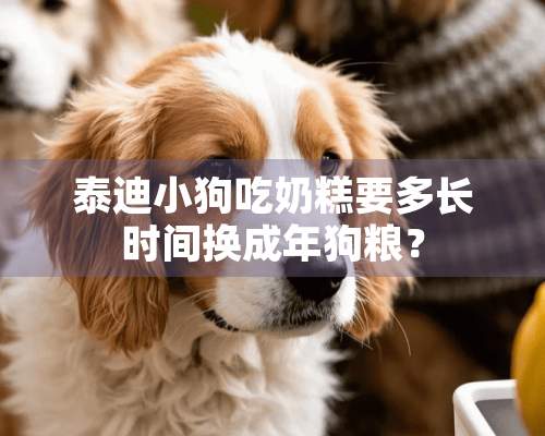 泰迪小狗吃奶糕要多长时间换成年狗粮？