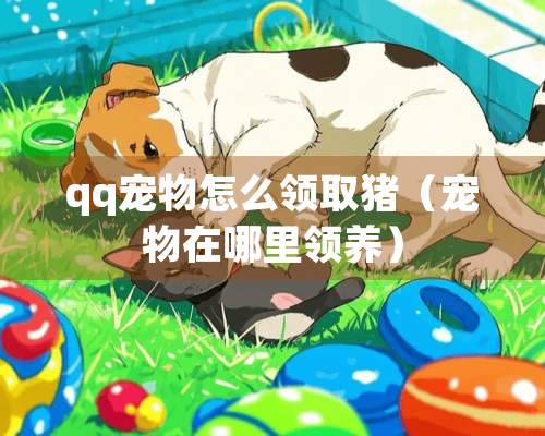 qq宠物怎么领取猪（宠物在哪里领养）