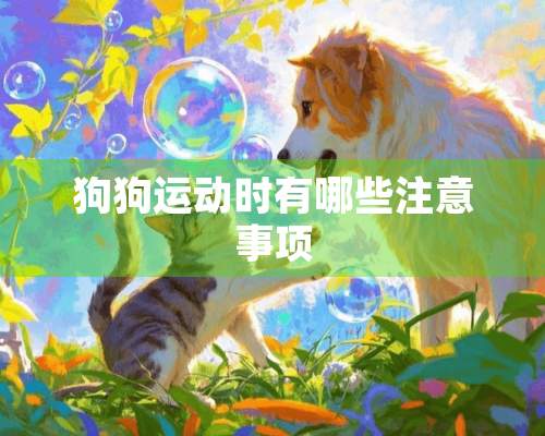 狗狗运动时有哪些注意事项