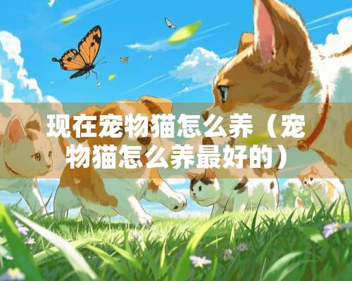 现在宠物猫怎么养（宠物猫怎么养最好的）