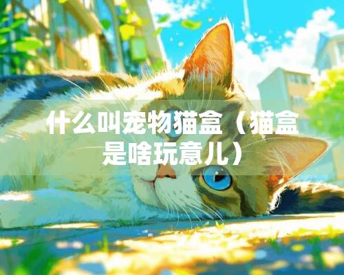 什么叫宠物猫盒（猫盒是啥玩意儿）